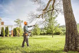 Best Palm Tree Trimming  in Rtez, CO
