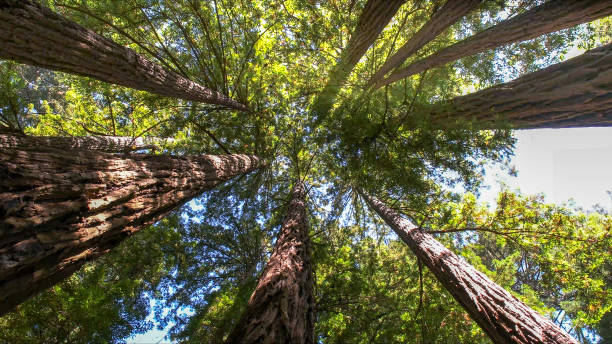 Cortez, CO Tree Services Company