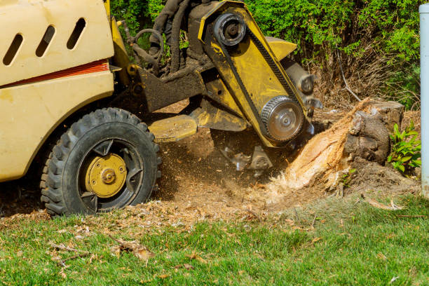 Best Tree Preservation Services  in Rtez, CO