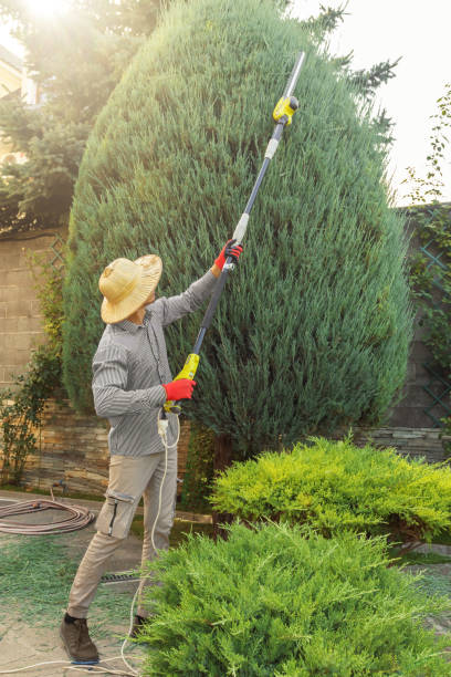 How Our Tree Care Process Works  in  Cortez, CO