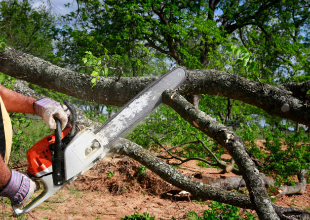 Best Arborist Consultation Services  in Rtez, CO